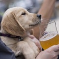 The Truth About Pets at Beer Festivals in Southwestern Michigan