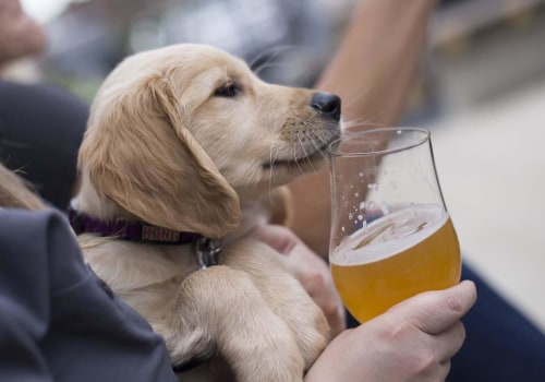 The Truth About Pets at Beer Festivals in Southwestern Michigan